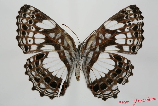 050 Lepidoptera (FV) Nymphalidae Biblidinae Neptidopsis ophione 7EIMG_2003WTMK.JPG