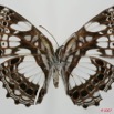 050 Lepidoptera (FV) Nymphalidae Biblidinae Neptidopsis ophione 7EIMG_2003WTMK.JPG