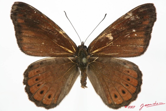 051 Lepidoptera (FD) Nymphalidae Biblidinae Sevenia boisduvali boisduvali m 7EIMG_1971WTMK.JPG