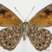052 Lepidoptera (FV) Nymphalidae Biblidinae Sevenia boisduvali boisduvali m 7EIMG_1976WTMK.JPG