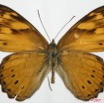 053 Lepidoptera (FD) Nymphalidae Biblidinae Sevenia trimeni m 7EIMG_2028WTMK.JPG