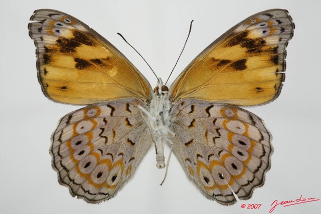 054 Lepidoptera (FV) Nymphalidae Biblidinae Sevenia trimeni m 7EIMG_2035WTMK.JPG