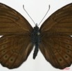 055 Lepidoptera (FD) Nymphalidae Biblidinae Sevenia amulia m 7EIMG_2438WTMK.JPG