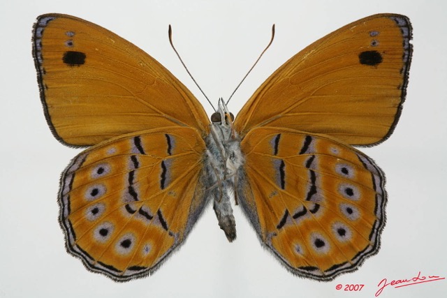 056 Lepidoptera (FV) Nymphalidae Biblidinae Sevenia amulia m 7EIMG_2445WTMK.JPG