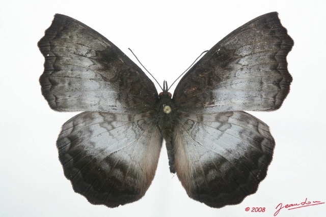 057 Lepidoptera (FD) Nymphalidae Biblidinae Ariadne enotrea m 8EIMG_4157WTMK.JPG