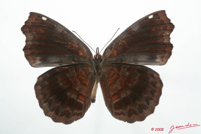 058 Lepidoptera (FV) Nymphalidae Biblidinae Ariadne enotrea m 8EIMG_4162WTMK.JPG