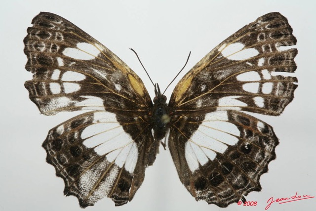 059 Lepidoptera (FD) Nymphalidae Biblidinae Neptidopsis ophione 8EIMG_4128WTMK.JPG