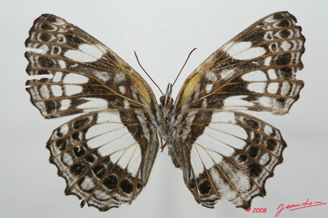 060 Lepidoptera (FV) Nymphalidae Biblidinae Neptidopsis ophione 8EIMG_4134WTMK.JPG