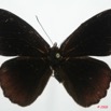 061 Lepidoptera (FD) Nymphalidae Biblidinae Sevenia occidentalium m 8EIMG_4147WTMK.JPG