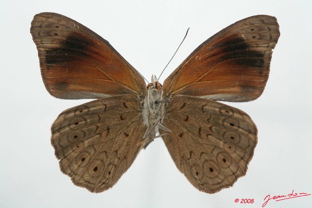 062 Lepidoptera (FV) Nymphalidae Biblidinae Sevenia occidentalium m 8EIMG_4154WTMK.JPG