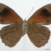 062 Lepidoptera (FV) Nymphalidae Biblidinae Sevenia occidentalium m 8EIMG_4154WTMK.JPG