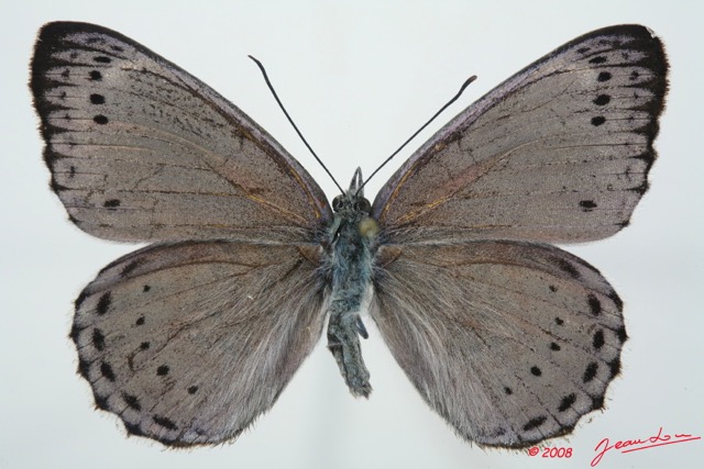 063 Lepidoptera (FD) Nymphalidae Biblidinae Sevenia benguelae m 8EIMG_15840WTMK.jpg