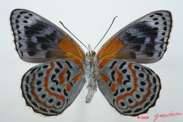 064 Lepidoptera (FV) Nymphalidae Biblidinae Sevenia benguelae m 8EIMG_15844WTMK.jpg