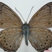 065 Lepidoptera (FD) Nymphalidae Biblidinae Sevenia pechueli m 8EIMG_15814WTMK.jpg