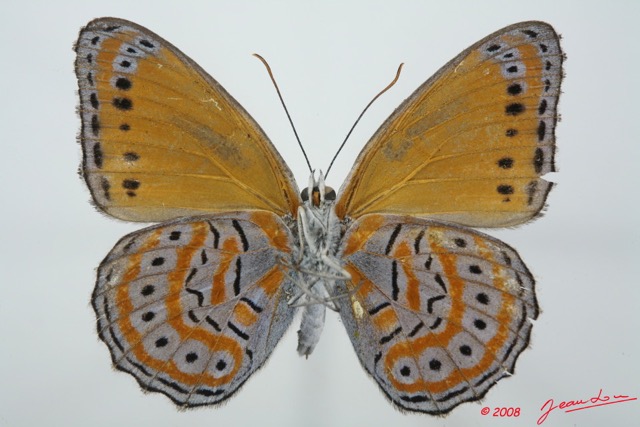 066 Lepidoptera (FV) Nymphalidae Biblidinae Sevenia pechueli m 8EIMG_15817WTMK.jpg