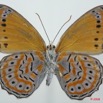066 Lepidoptera (FV) Nymphalidae Biblidinae Sevenia pechueli m 8EIMG_15817WTMK.jpg