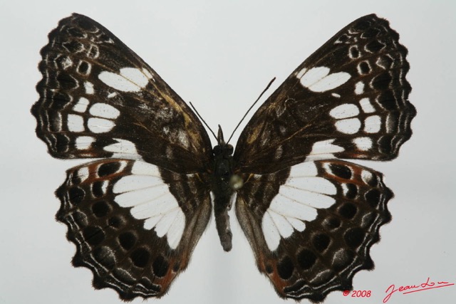 067 Lepidoptera (FD) Nymphalidae Biblidinae Neptidopsis ophione 8EIMG_18442WTMK.JPG