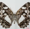 068 Lepidoptera (FV) Nymphalidae Biblidinae Neptidopsis ophione 8EIMG_18448WTMK.JPG