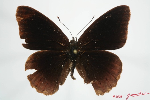 069 Lepidoptera (FD) Nymphalidae Biblidinae Sevenia occidentalium m 8EIMG_24514WTMK.JPG
