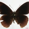 069 Lepidoptera (FD) Nymphalidae Biblidinae Sevenia occidentalium m 8EIMG_24514WTMK.JPG