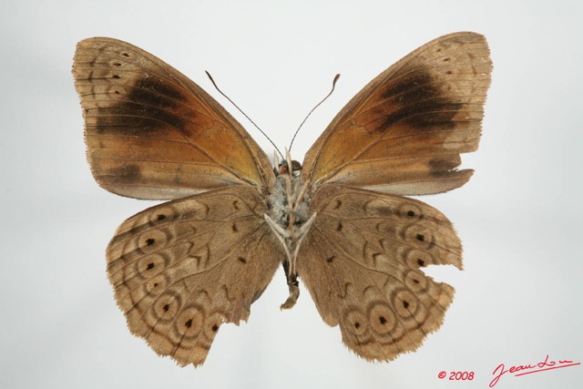 070 Lepidoptera (FV) Nymphalidae Biblidinae Sevenia occidentalium m 8EIMG_24521WTMK.JPG