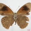 070 Lepidoptera (FV) Nymphalidae Biblidinae Sevenia occidentalium m 8EIMG_24521WTMK.JPG