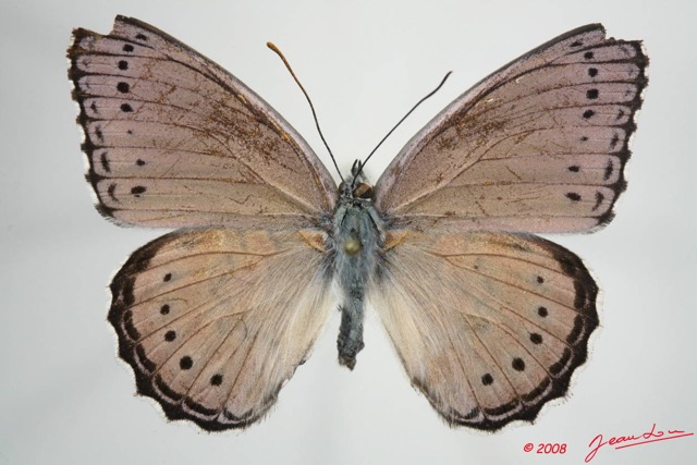 071 Lepidoptera (FD) Nymphalidae Biblidinae Sevenia pechueli 8EIMG_24578WTMK.JPG