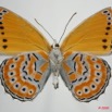 072 Lepidoptera (FV) Nymphalidae Biblidinae Sevenia pechueli 8EIMG_24586WTMK.JPG