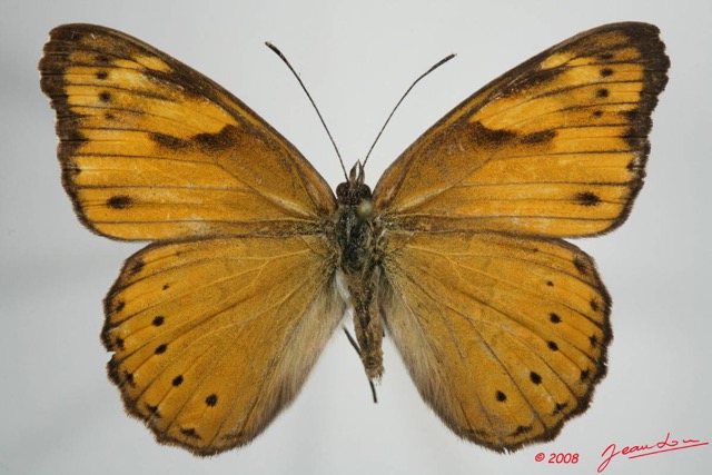 073 Lepidoptera (FD) Nymphalidae Biblidinae Sevenia trimeni m 8EIMG_24588WTMK.JPG