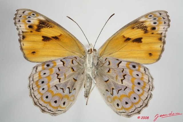 074 Lepidoptera (FV) Nymphalidae Biblidinae Sevenia trimeni m 8EIMG_24596WTMK.JPG