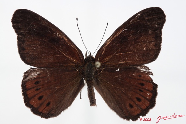 075 Lepidoptera (FD) Nymphalidae Biblidinae Serenia boisduvali m 8E50IMG_30256WTMK.jpg