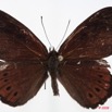 075 Lepidoptera (FD) Nymphalidae Biblidinae Serenia boisduvali m 8E50IMG_30256WTMK.jpg
