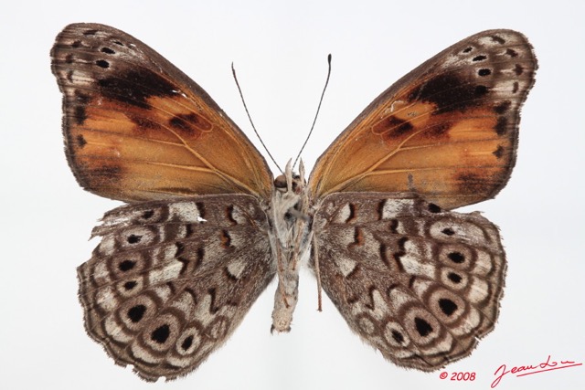 076 Lepidoptera (FV) Nymphalidae Biblidinae Serenia boisduvali m 8E50IMG_30263WTMK.jpg