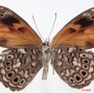 076 Lepidoptera (FV) Nymphalidae Biblidinae Serenia boisduvali m 8E50IMG_30263WTMK.jpg