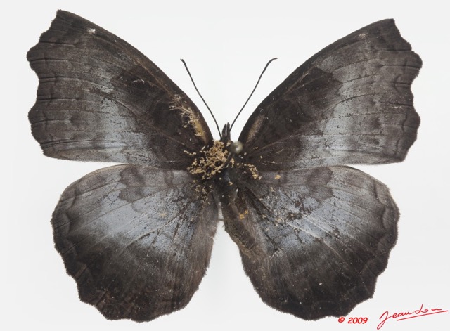 077 Lepidoptera 98a (FD) Nymphalidae Biblidinae Ariadne enotrea m 9E5K2IMG_54479wtmk.jpg