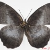 077 Lepidoptera 98a (FD) Nymphalidae Biblidinae Ariadne enotrea m 9E5K2IMG_54479wtmk.jpg