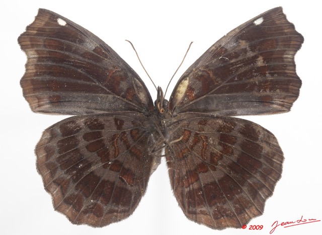 078 Lepidoptera 98a (FV) Nymphalidae Biblidinae Ariadne enotrea m 9E5K2IMG_54480wtmk.jpg