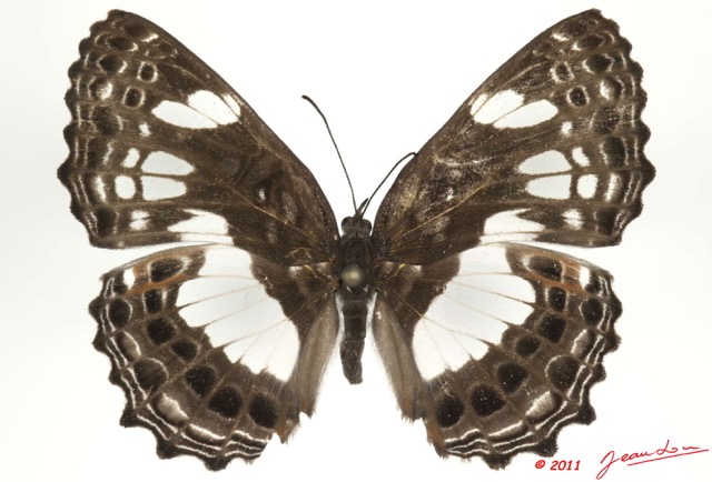 079 Lepidoptera 113a (FD) Nymphalidae Biblidinae Neptidopsis ophione m 11E5K2IMG_68697wtmk.jpg