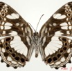 080 Lepidoptera 113a (FV) Nymphalidae Biblidinae Neptidopsis ophione m 11E5K2IMG_68698wtmk.jpg