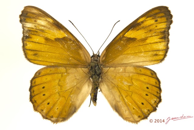 081 Lepidoptera 124d (FD) Nymphalidae Biblidinae Severia trimeni m 13E5K3IMG_95423wtmk.jpg