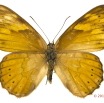 081 Lepidoptera 124d (FD) Nymphalidae Biblidinae Severia trimeni m 13E5K3IMG_95423wtmk.jpg
