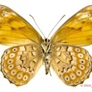 082 Lepidoptera 124d (FV) Nymphalidae Biblidinae Severia trimeni m 13E5K3IMG_95425wtmk.jpg