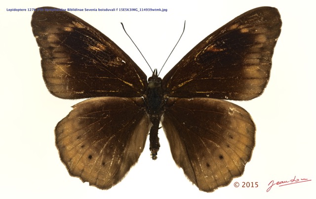 083 Lepidoptera 127b (FD) Nymphalidae Biblidinae Sevenia boisduvali f 15E5K3IMG_114939wtmk.jpg
