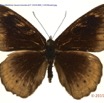083 Lepidoptera 127b (FD) Nymphalidae Biblidinae Sevenia boisduvali f 15E5K3IMG_114939wtmk.jpg