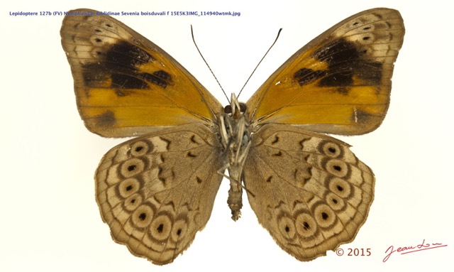 084 Lepidoptera 127b (FV) Nymphalidae Biblidinae Sevenia boisduvali f 15E5K3IMG_114940wtmk.jpg