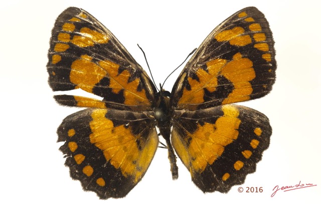085 Lepidoptera 128b (FD) Nymphalidae Biblidinae Byblia anvatara 16E5K3IMG_119015wtmk.jpg