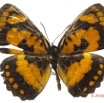 085 Lepidoptera 128b (FD) Nymphalidae Biblidinae Byblia anvatara 16E5K3IMG_119015wtmk.jpg
