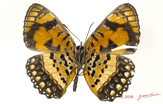 086 Lepidoptera 128b (FV) Nymphalidae Biblidinae Byblia anvatara 16E5K3IMG_119016wtmk.jpg