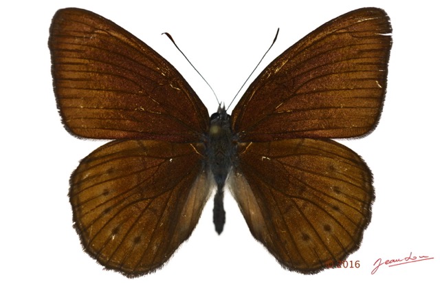 087 Lepidoptera 133b (FD) Nymphalidae Biblidinae Sevenia amulia m 16E5K3IMG_119765wtmk.jpg