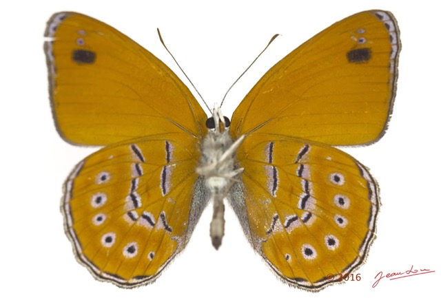 088 Lepidoptera 133b (FV) Nymphalidae Biblidinae Sevenia amulia m 16E5K3IMG_119766wtmk.jpg